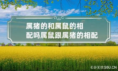 属猪的和属鼠的相配吗 属鼠跟属猪的相配吗