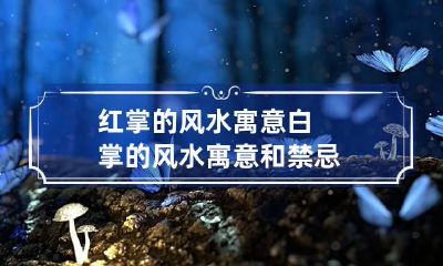 红掌的风水寓意 白掌的风水寓意和禁忌