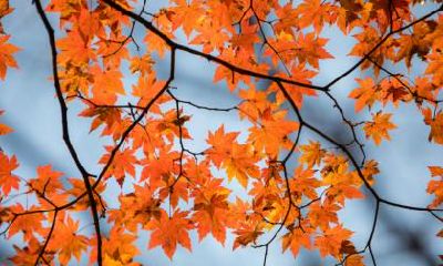 立秋是几月几日2020年，秋老虎在立秋之后吗？