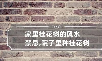 家里桂花树的风水禁忌,院子里种桂花树按风水上说好不好