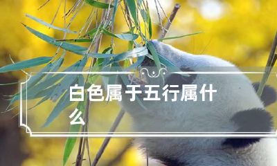 白色属于五行属什么