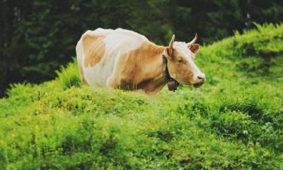 生肖牛端午节出生好不好？属牛几月出生最好？