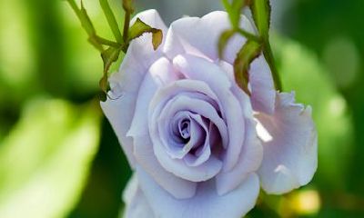 2023年比较好的生肖 生肖牛吉星高照