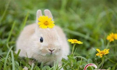 1963年属兔的人2019年运程