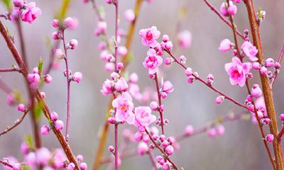 2024年财运最旺的生肖 属鼠人的运势会很旺