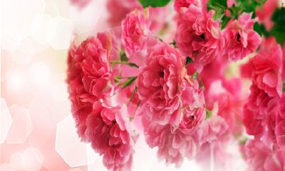 属兔在2023年的运程 属兔非常吉利