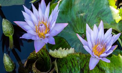 2023年运势12生肖运势如何 生肖猴异性缘好