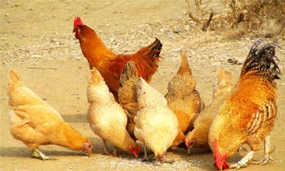 属鸡的人2015年运程