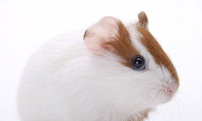 属鼠的人2017年运程