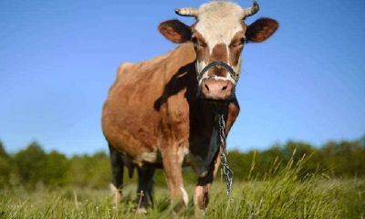 属牛的人2017年运程