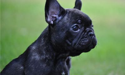 属狗的人2015年运程