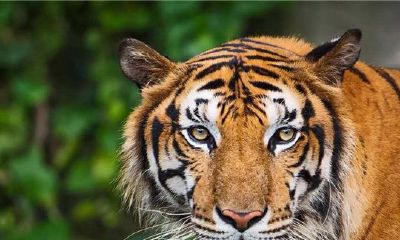 属虎的人2017年运程