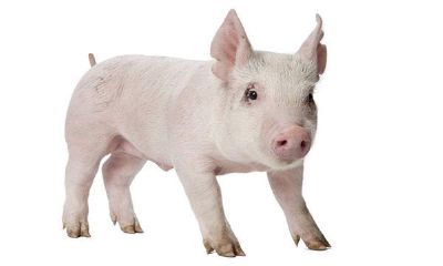 属猪的人2015年运程