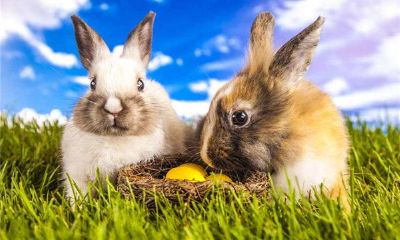 属兔的人2017年运程