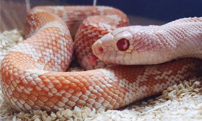 属蛇的人2017年运程