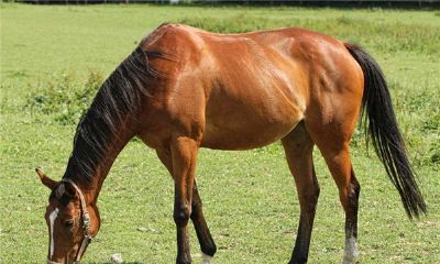 属马的人2017年运程