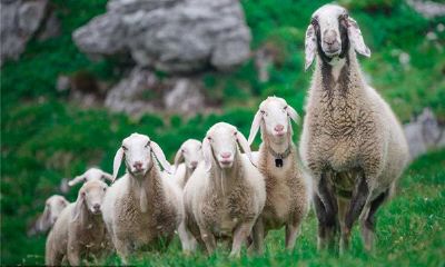 属羊的人2017年运程