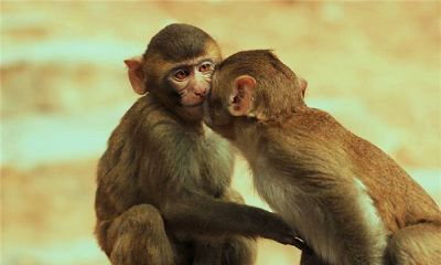 属猴的人2017年运程