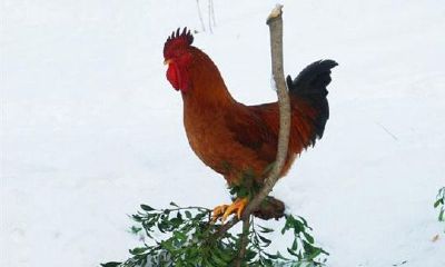 属鸡的人2017年运程