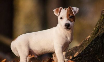 属狗的人2017年运程