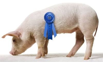 属猪的人2016年运程