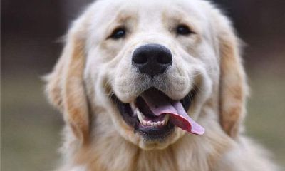 属狗的人2016年运程