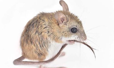 属鼠的人2015年运程