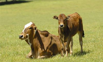 属牛的人2015年运程