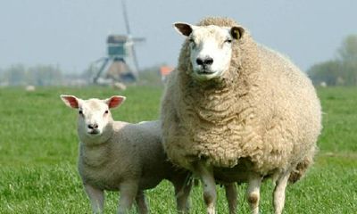 属羊的人2016年运程