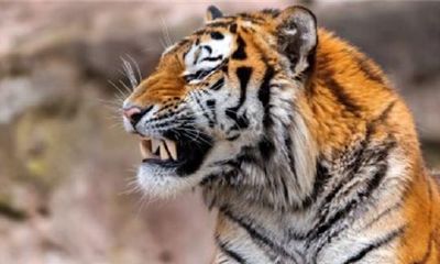 属虎的人2015年运程