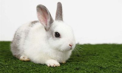 属兔的人2015年运程