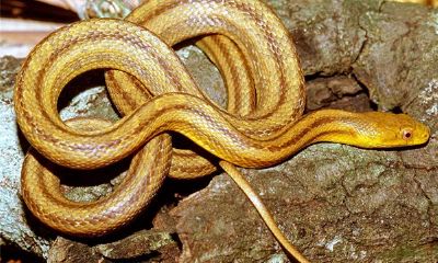 属蛇的人2016年运程