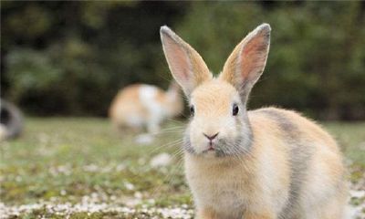 属兔的人2016年运程