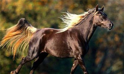 属马的人2015年运程