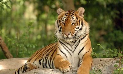 属虎的人2016年运程