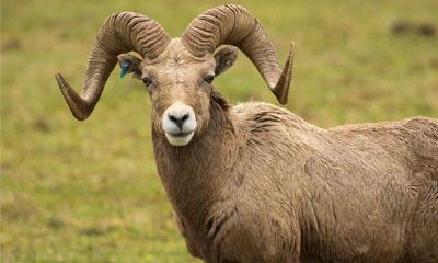 属羊的人2015年运程