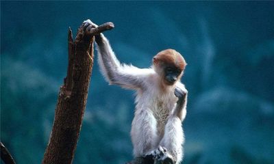 属猴的人2015年运程