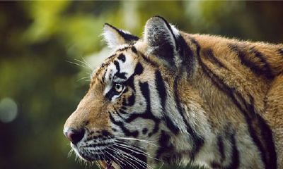 属虎的人2014年运程