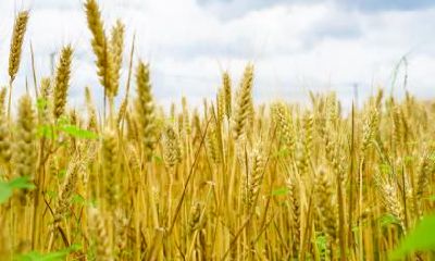 立冬节气的含义是什么意思？立冬三候是哪三候？