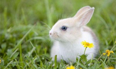 属兔的人2013年运程