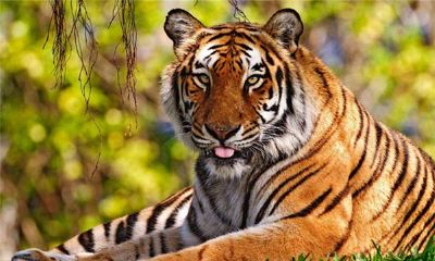 属虎的人2013年运程