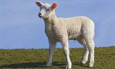 属羊的人2013年运程