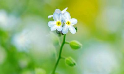 属鼠偏财运最佳的年份 牛年财运好