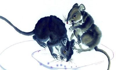 属鼠2018年运势运程