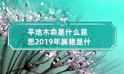 平地木命是什么意思 2019年属猪是什么命