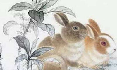 属兔2018年运势运程