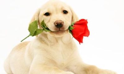 属狗2018年本命年运势运程