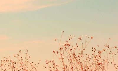 女属狗男属猴婚姻状况如何？属猴男喜欢什么类型的女生？