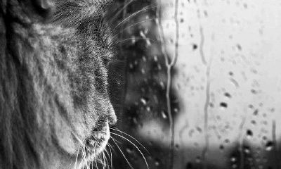 属狗男和属鸡女的适合做夫妻吗？属鸡女适合和什么样的男性在一起