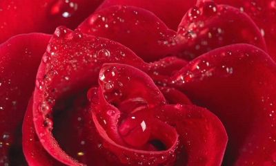 女属狗男属马配婚好吗？属马男不爱你了会有什么表现？